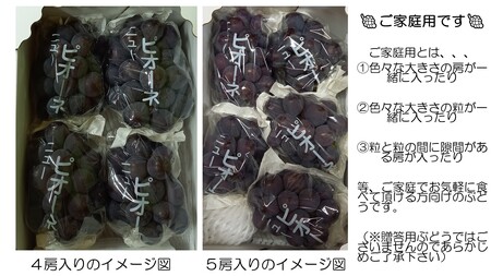 世羅産ニューピオーネ 約3kg(5～7房)【先行予約・数量限定】カナダ人農園主 ピオーネ 種無し ぶどう ブドウ フルーツ 果物 くだもの 産地直送 世羅 ラピアビンヤード【2026年9月中旬以降順次発送】 A021-21