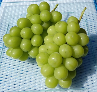 シャインマスカット 約2kg(3～6房)【先行予約・数量限定】カナダ人農園主 ぶどう ブドウ マスカット フルーツ 果物 くだもの 皮ごと 甘み デザート 産地直送 世羅 ラピアビンヤード【2026年9月下旬以降順次発送】 A021-05