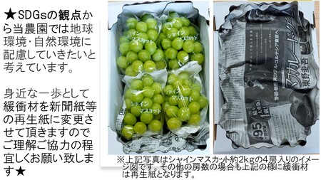 世羅産シャインマスカット 約3kg(4～7房)【先行予約・数量限定】カナダ人農園主 ぶどう ブドウ マスカット フルーツ 果物 くだもの 産地直送 世羅 ラピアビンヤード【2026年9月下旬以降順次発送】 A021-18