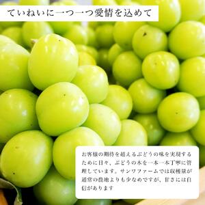世羅町産 シャインマスカット2kg(4～5房)【ご家庭用･先行予約】数量限定 空の雫 シャイン マスカット ぶどう 葡萄 ブドウ フルーツ 果物 くだもの 産地直送 世羅 世羅産 サンワファーム【2026年10月以降順次発送】  A025-04