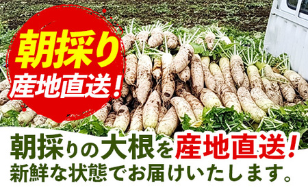 【きあり農園】2026年度 幸手市産 大根 10kg - 朝採れ ダイコン だいこん 産地直送 野菜 ベジタブル 美味しい おいしい 煮物 鍋 おでん おすすめ 送料無料 埼玉県 幸手市