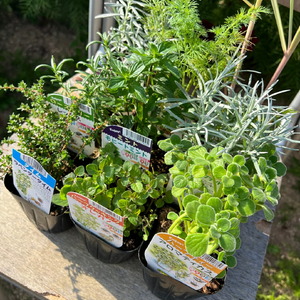 ハーブ苗おすすめ9種セット 家庭菜園 観葉植物 ハーブガーデン ガーデニング 花苗 A051-01