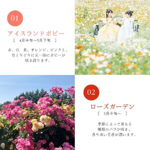 【香山ラベンダーの丘】年間パスポート2枚《香山ラベンダーの丘》ポピー ラベンダー コスモス ハーブ 年パス 観光 農園 A051-08