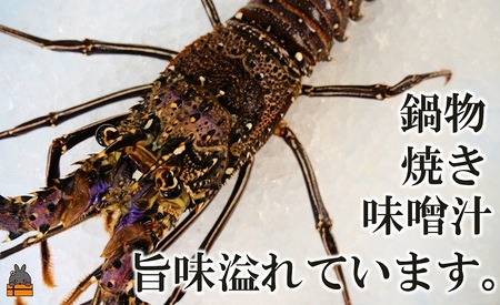 新鮮なまますぐ冷凍!!徳之島産冷凍伊勢海老1尾（500g~700g） （ 伊勢えび イセエビ 伊勢えび 伊勢エビ えび エビ 海老 鍋 ご馳走 海の幸 料理 焼き 人気 海産物 家族 正月 お祝い ）