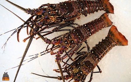 新鮮なまますぐ冷凍!!徳之島産冷凍伊勢海老1kg（2尾～4尾） （ 伊勢えび イセエビ 伊勢えび 伊勢エビ えび エビ 海老 鍋 ご馳走 海の幸 料理 焼き 人気 海産物 家族 正月 お祝い ）