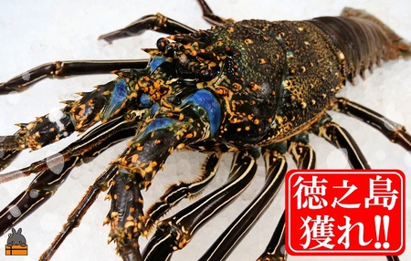 新鮮なまますぐ冷凍!!徳之島産冷凍“特大”伊勢海老1尾（1.5kg以上） （ 伊勢えび イセエビ 伊勢えび 伊勢エビ えび エビ 海老 鍋 ご馳走 海の幸 料理 焼き 人気 海産物 家族 正月 お祝い ）
