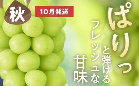 【2回定期便】秋と冬に食べるシャインマスカット 2房（約1kg）× 2回［おぶせファーマーズ］ 果物 フルーツ ぶどう 葡萄 数量限定 長野 信州 令和8年産 【2026年10月～12月発送予定】