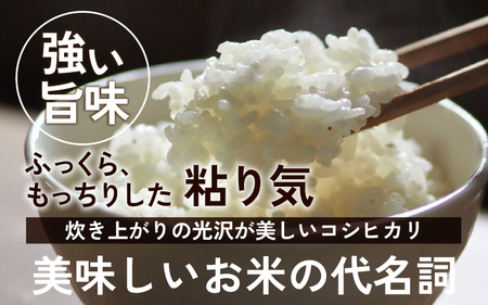 【令和７年産】朝夕の寒暖差が生む極旨のお米 今庄産 コシヒカリ 5kg こしひかり