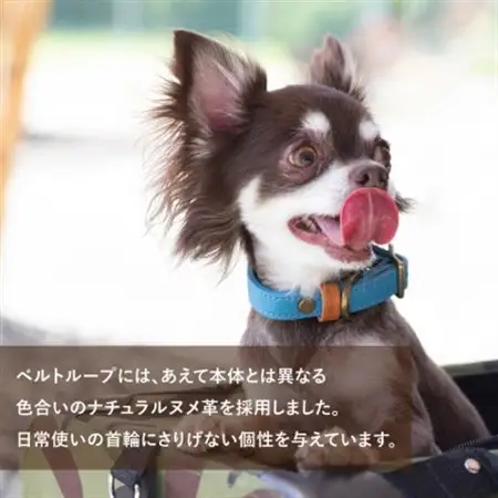 首輪 本革 イタリアンレザー イエロー 中型犬用 (27-35センチ)ペット用品【dc-01ss】【1663175】