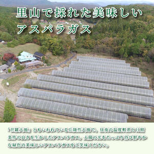 【春芽】グリーンアスパラガス 1kg【先行予約･期間限定】アスパラ 野菜 産地直送 新鮮 世羅【2026年4月上旬以降順次発送】 A039-02