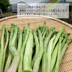 【夏芽・訳あり】グリーンアスパラガス 1kg 【期間限定】アスパラ 野菜 産地直送 新鮮 わけあり 世羅 A039-04