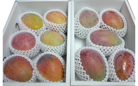 マンゴー【2026年発送】訳あり品！！大宜味村産マンゴー【約2kg・白箱】