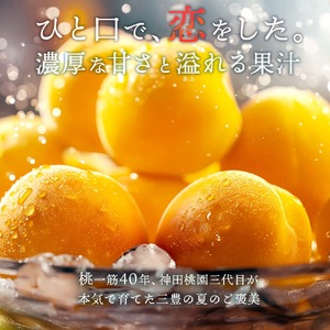 【ふるさと納税】 桃 産地直送 「神田桃園の黄桃」 約2kg（6～8玉） [ フルーツ 名産品 桃 もも モモ 黄桃 果物 くだもの お取り寄せグルメ 三豊市 20000 20, 返礼品 神田桃園 ] ※配送不可地域：北海道・沖縄県・離島