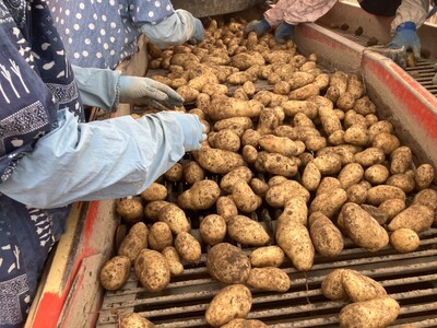 【先行受付】【2026年10月下旬より順次出荷】北海道 十勝芽室町 メークイン Mサイズ5kg  me078-008c-26