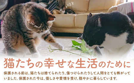 【返礼品なし】保護猫支援寄附 5,000円 一般社団法人オープンセサミアライブ 熊本県 南阿蘇村 保護猫 支援 猫 ネコ ねこ 生活支援 動物愛護 保護 返礼品なし 寄附 牧場 オープンセサミ アニマルサンクチュアリ
