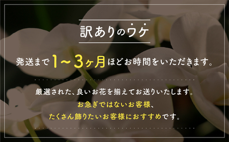 胡蝶蘭『ピコラ』 ミディ 3鉢 セット 花 鉢花 訳あり