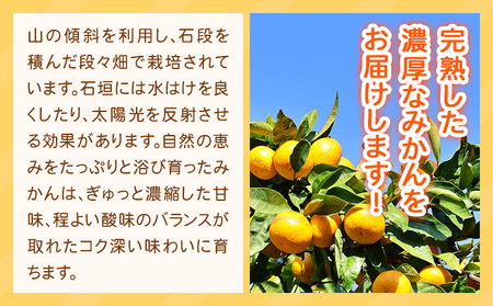 みかん 濃厚完熟 小玉みかん 約5kg