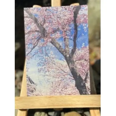 御城印帳(犬山城 桜)【1666759】