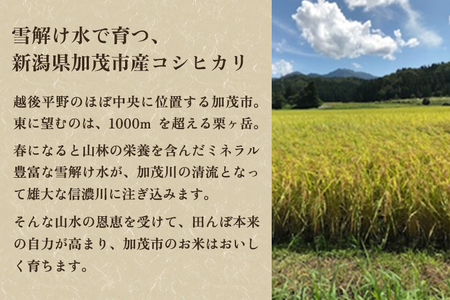 【令和7年産】「加茂市産コシヒカリ」と「新潟県産こしいぶき」食べ比べ 精米 各2kg（計4kg）