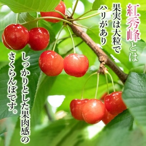 【令和8年産先行予約】山形県 鶴岡市産　さくらんぼ 「紅秀峰」（2Lサイズ以上） バラ詰め 500g  榎本菜園 K-835