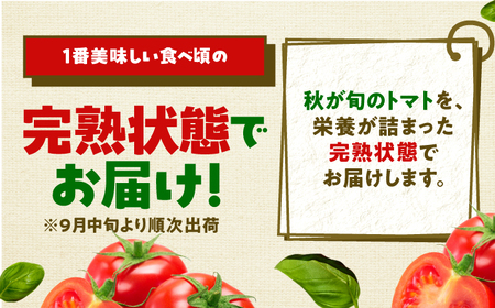 完熟 めぐみでぃトマト 3kg （毎週水曜日発送） / とまと トマト 完熟トマト 高糖度 トマト 取り寄せ / 小浜市 / 若狭の恵 【配送不可地域：離島】[BFAG030]