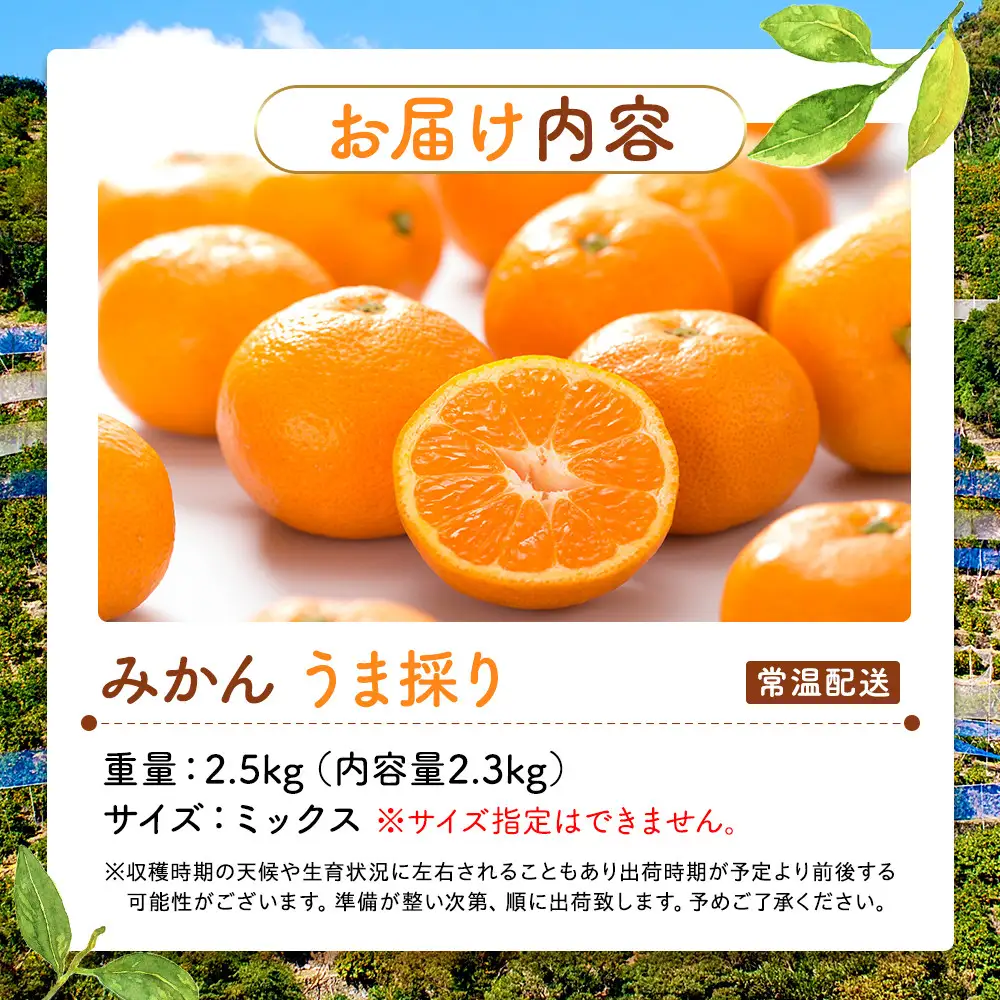 みかん うま採り 箱込約 2.5kg（内容量2.3kg） 光センサー選別 みかんの会厳選 サイズミックス 和歌山県産 産地直送 【みかんの会】［2026年11月中旬より順次出荷予定］