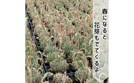 レア多肉・原種エケベリア詰め合わせ（5種類） / 植物 インテリア 苗 自然 ナチュラル 緑 栽培 趣味 【見元園芸】[ATHY001]
