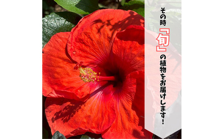 季節の花苗詰め合わせ（おまかせ12種）/ 花 インテリア 苗 自然 ナチュラル 緑 栽培 趣味 【見元園芸】[ATHY009]