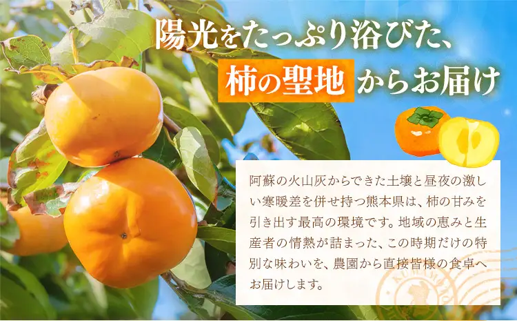 【先行予約】柿 太秋柿 たいしゅうがき 約6kg 日本フルーツ株式会社《2026年9月上旬-10月下旬頃出荷》熊本県 菊池市 秋の味覚 果物 くだもの フルーツ デザート