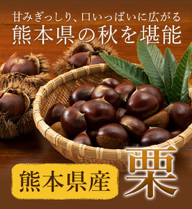 【先行予約】栗 約3kg 2Lサイズ 日本フルーツ株式会社《9月上旬-10月上旬頃出荷》熊本県 菊池市 栗 くり 熊本県産 2L 栗きんとん 栗ごはん