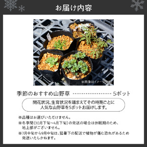 季節のおすすめ山野草5ポットセット
