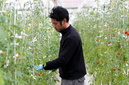 [2025年12月下旬より発送] Coiinaトマト&トマトジュースセット (Coiinaトマトミックス 厳選！詰め合わせ 1kg／Coiinaカラフルフルーツトマトジュース 180ml×6本) 化粧箱入り [0675]