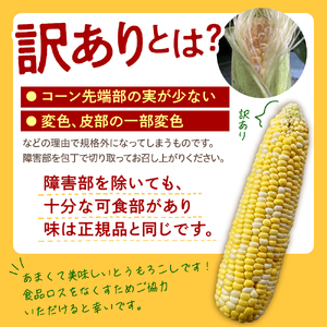 【訳あり】【先行受付】【2026年7月下旬～8月上旬頃配送】北海道十勝芽室町　スイートコーン ドルチェドリーム 13本 トウモロコシ 野菜 BBQ ソロキャンプ 送料無料 お取り寄せ 北海道 十勝 芽室町me062-003c-26