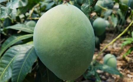 キーツマンゴー 約2kg（2～3玉）完熟マンゴー  幻の果実