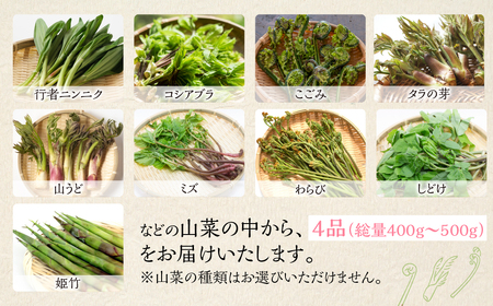 山菜セット4品 (約400g～500g) / 山菜 旬 [Q2987]