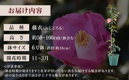 椿 厳選茶花品種 6号鉢 苗木 5種セット / 植物 椿 花 苗 鉢植え / 稲沢市 / 椿園株式会社 [BMBI011]
