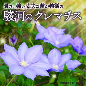 花苗 クレマチス ミックス 6鉢 花苗 ギフト ガーデニング