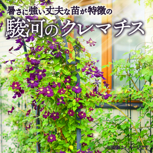 花苗 クレマチス 小輪咲き 4鉢 花苗 ギフト ガーデニング