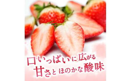 ブランド苺 新鮮 古都華 (大粒) 約500g [250g×2パック] 【2026年1月上旬～5月下旬に順次発送】／ スマイル葛城農業 ブランド いちご 苺 ことか イチゴ スイーツ フルーツ 甘い 果物 奈良県 葛城市【smlk001】