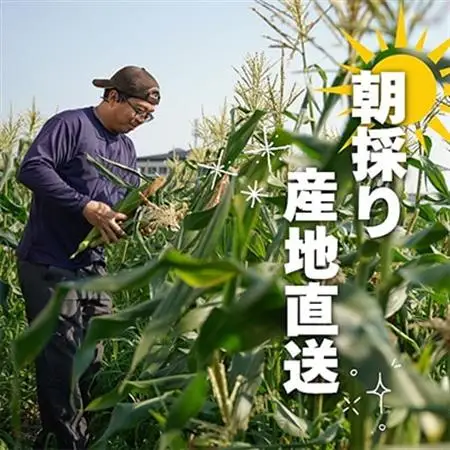 京都府久御山町 とうもろこし バイカラー 10本 朝採れコーン【配送不可地域：離島・北海道・沖縄県・東北】【1666123】