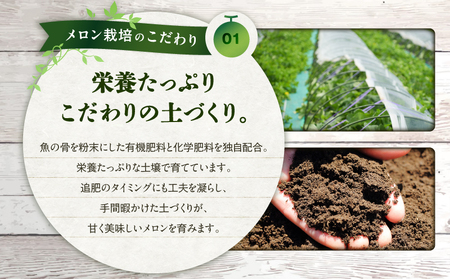 【 三浦 農家 直送 】くるめ メロン（2個入り） M003-006 【 期間限定 】 果物 メロン