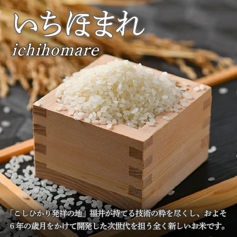【令和7年産】定期便6回 いちほまれ 無洗米 10kg×6回（60kg）／ 福井県産 ブランド米 ご飯 白米 新鮮 [aw064-o002]