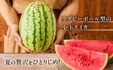 マダーボールスイカ M001-002 【 期間限定 】 果物 すいか