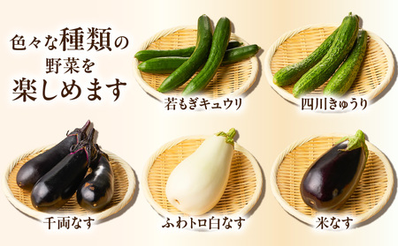 ボリューム 満点 ！ 季節の野菜 詰め合わせ（ 夏 ） M001-004-01 野菜 三浦野菜
