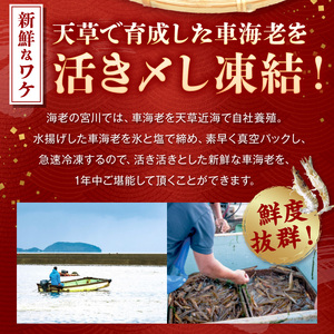 S065-003A_活き〆冷凍車海老 900g (400g×1パック・500g×1パック)  / 活き〆 車海老 真空パック 新鮮 凍結 エビ 天ぷら 豊かな甘み 塩焼き 素材の味 味噌漬け エビフライ 魚介類 天草 冷凍 養殖 シーフード 海産物 海鮮 海の幸 熊本県 天草市 自社養殖 急速冷凍 お取り寄せ お取り寄せグルメ 送料無料