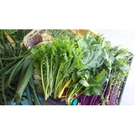 自然のまま育った野菜7種類と平飼有精卵のセット【配送不可地域：離島】【1407484】
