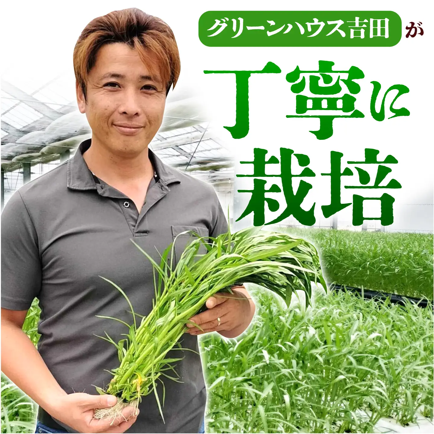 新鮮朝採れ くうしん菜 大容量パック 20袋 / 葉物野菜 / 亀山市 / グリーンハウス吉田[AMCD001]