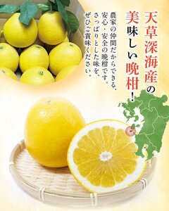 S062-001A_【天草深海産】晩柑 約9㎏【先行受付】 / 晩柑 柑橘 みかん フルーツ
