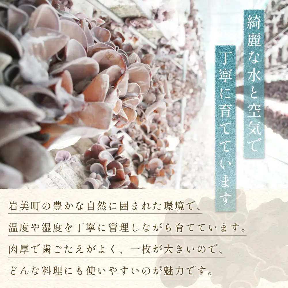 乾燥きくらげ 80g 6袋｜鳥取 岩美 きのこ 菌床栽培 きくらげ 乾燥【35005】