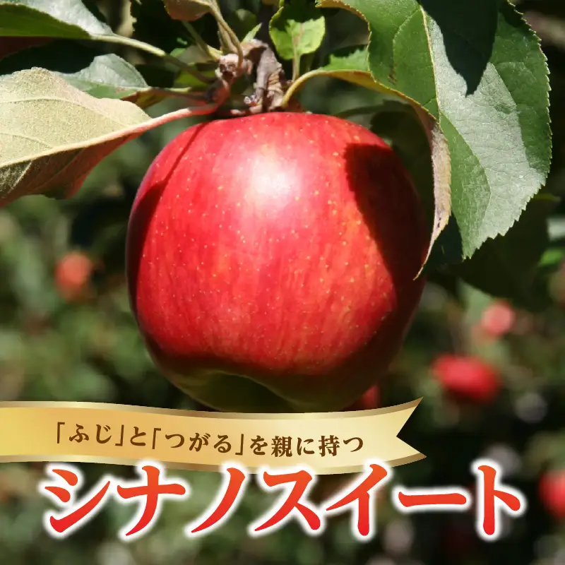 《先行受付》シナノスイート約3kg 【2026年10月上旬頃～発送予定】【山形県産りんご】 001-106